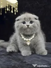 scottish fold blue rasa pura 