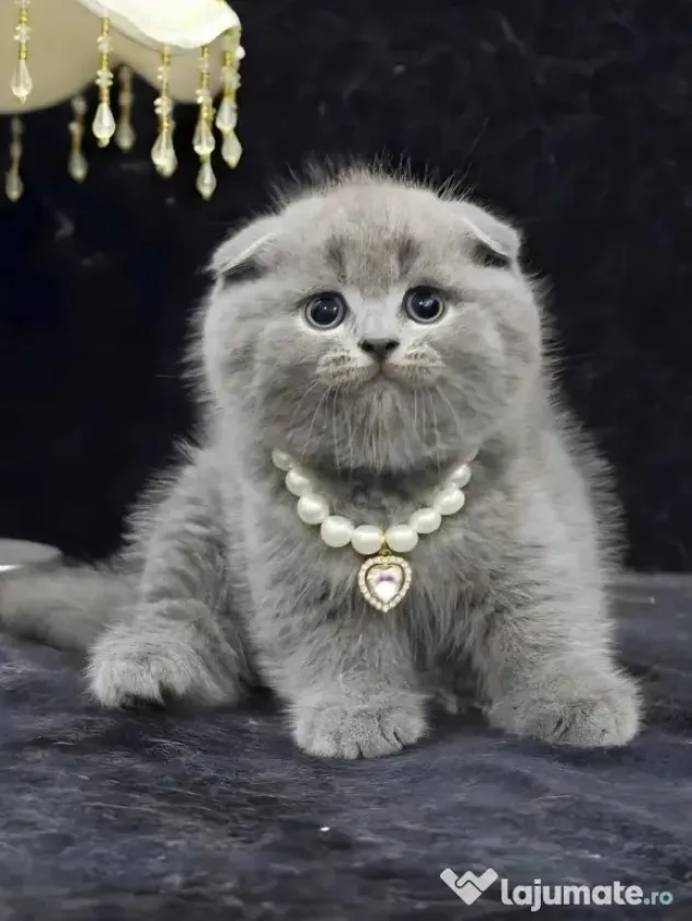 scottish fold blue rasa pura