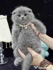 scottish fold blue rasa pura 