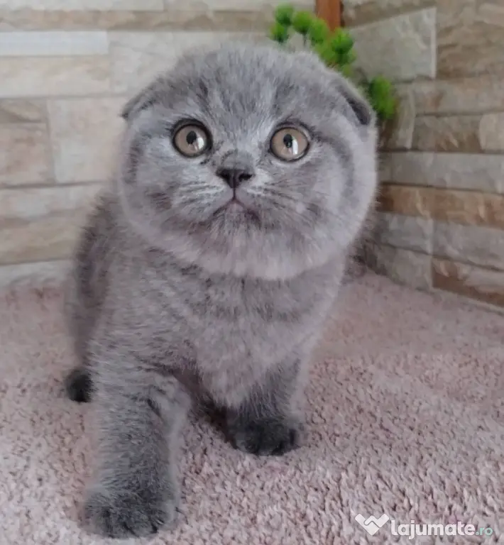 scottish fold blue rasa pura