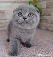 scottish fold blue rasa pura 