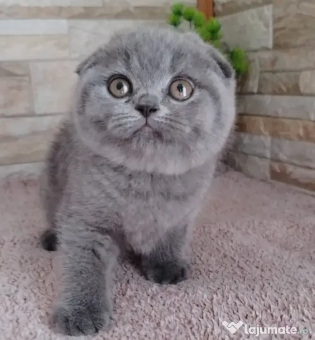 scottish fold blue rasa pura