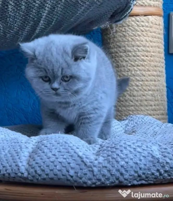 scottish fold blue rasa pura