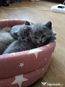 British shorthair