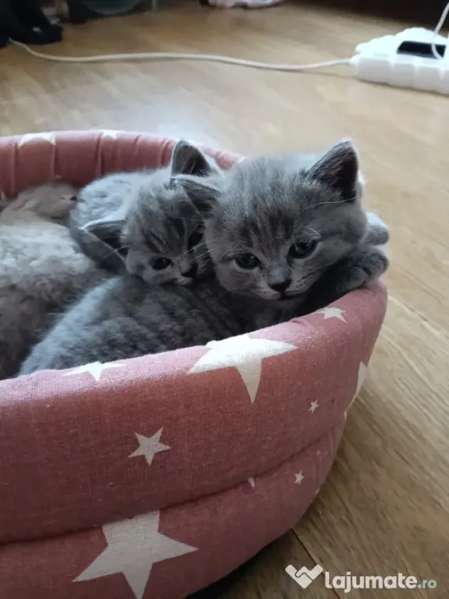 British shorthair