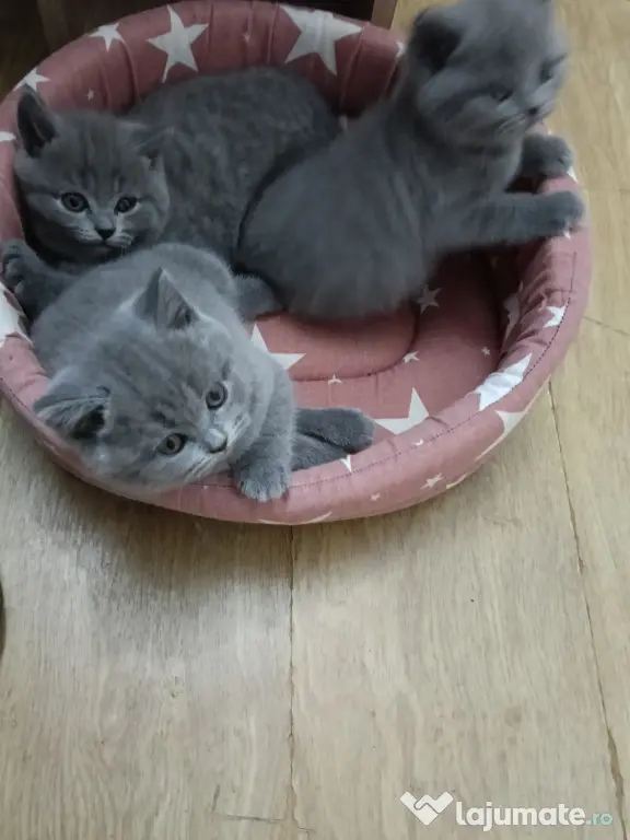 British shorthair