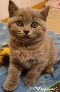 British shorthair