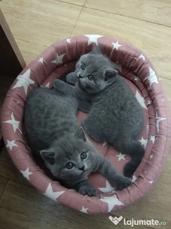 British shorthair