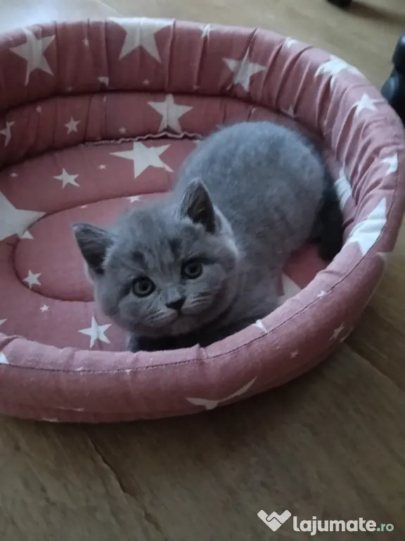British shorthair