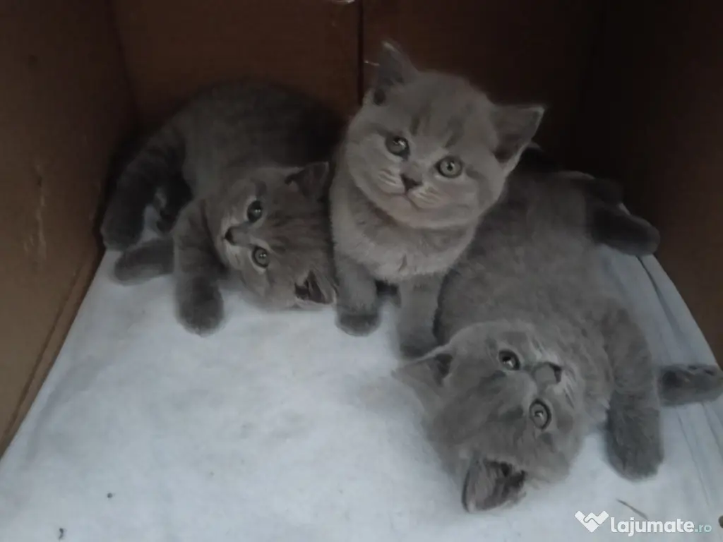 British shorthair