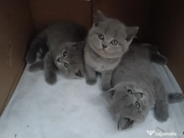 British shorthair