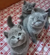 British shorthair