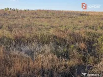Teren extravilan de 3500 mp de vanzare in Remetea Mare