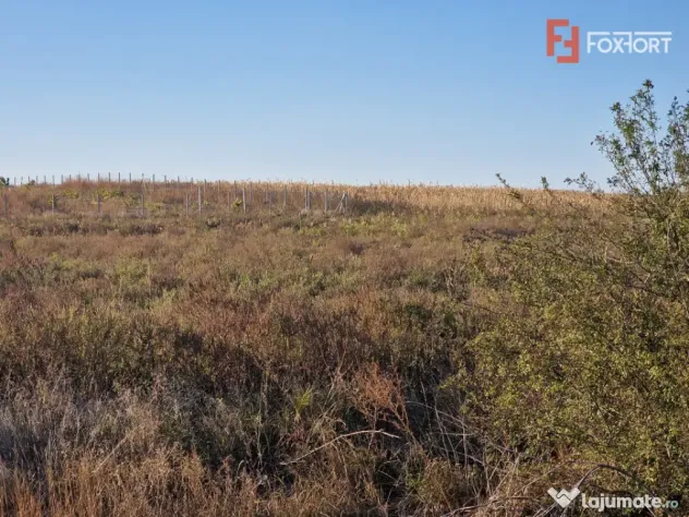 Teren extravilan de 3500 mp de vanzare in Remetea Mare - Remetea Mare (Timis)