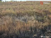 Teren extravilan de 3500 mp de vanzare in Remetea Mare