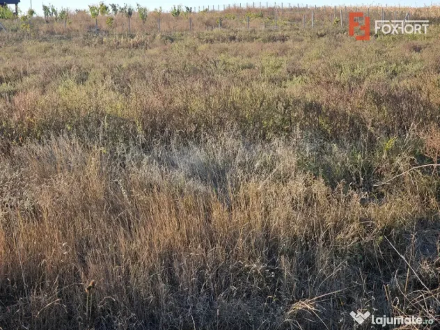 Teren extravilan de 3500 mp de vanzare in Remetea Mare - Remetea Mare (Timis)