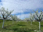 Teren + livada productiva | Constructie intabulata| Sanmartinu Sarbesc 