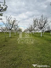 Teren + livada productiva | Constructie intabulata| Sanmartinu Sarbesc 
