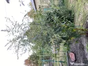 Vand 3 buc Liliac de Vara matur(1,8-2,1m inaltime)-Campina 