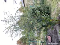 Vand 3 buc Liliac de Vara matur(1,8-2,1m inaltime)-Campina 