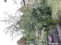 Vand 3 buc Liliac de Vara matur(1,8-2,1m inaltime)-Campina