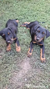 Jagdterrier de vanzare