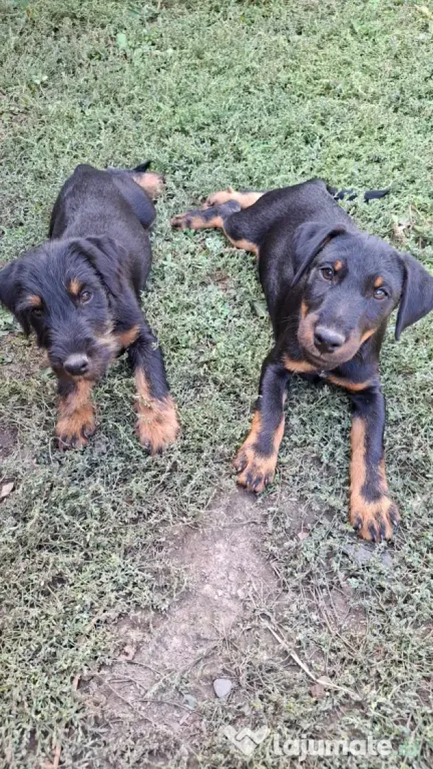 Jagdterrier de vanzare