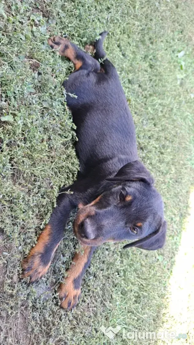 Jagdterrier de vanzare