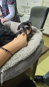 Yorkshire terrier
