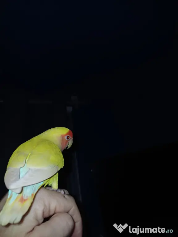 Papagali Agapornis
