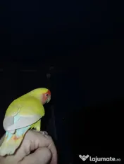 Papagali Agapornis