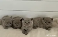 british shorthair lila 