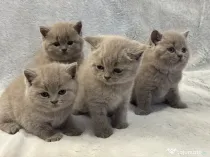 british shorthair lila