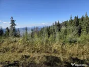 Teren extravilan, 29.125 mp, zona Panaci - Vatra Dornei