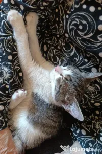 Ofer spre adoptie o pisicuta dulce si iubitoare