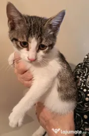 Ofer spre adoptie o pisicuta dulce si iubitoare 