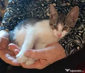 Ofer spre adoptie o pisicuta dulce si iubitoare 