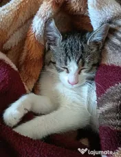 Ofer spre adoptie o pisicuta dulce si iubitoare 