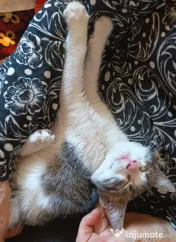 Ofer spre adoptie o pisicuta dulce si iubitoare 