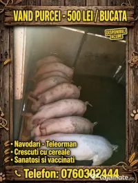 Purcei de vânzare