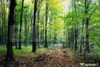 DE VÂNZARE – PĂDURE COMPACTĂ DE 610.000 MP , HUNEDOARA