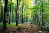 DE VÂNZARE – PĂDURE COMPACTĂ DE 610.000 MP , HUNEDOARA