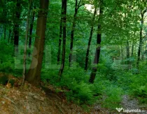 Pădure de vânzare, 610.000 mp, zona Nord-Vest
