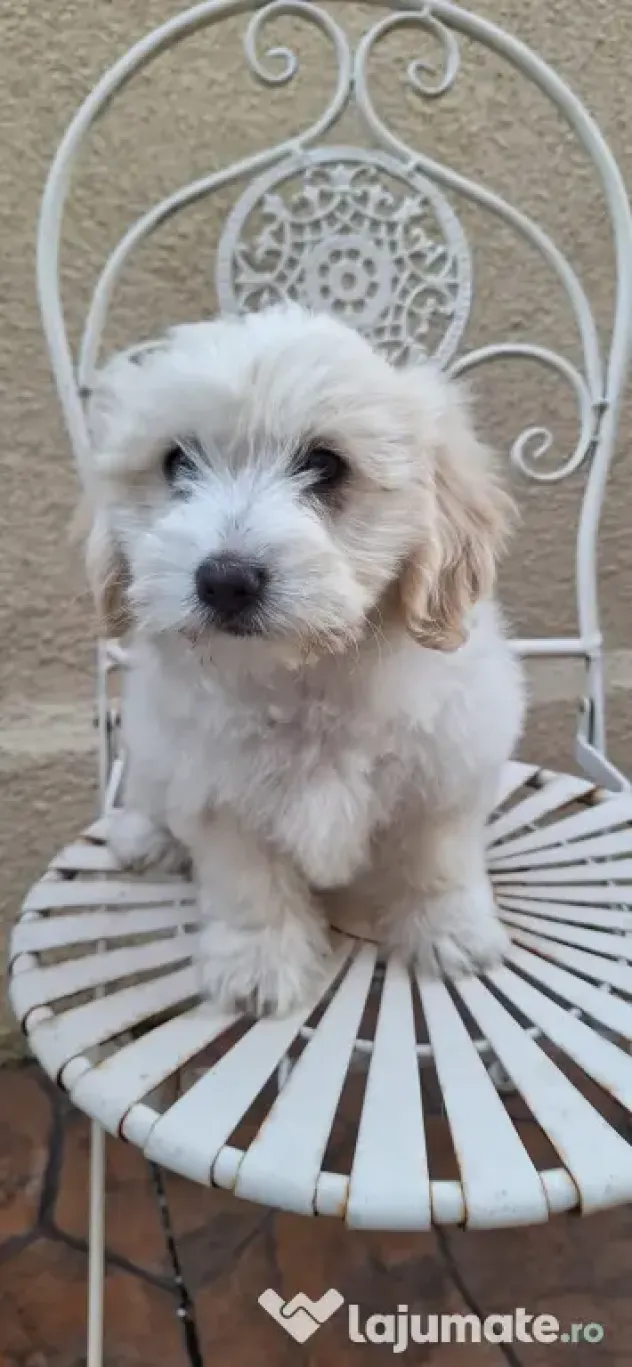 pui bichon maltez baiat