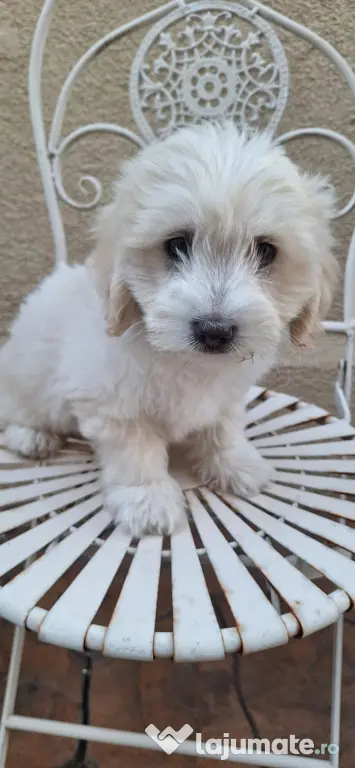 pui bichon maltez baiat