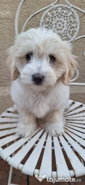 pui bichon maltez baiat