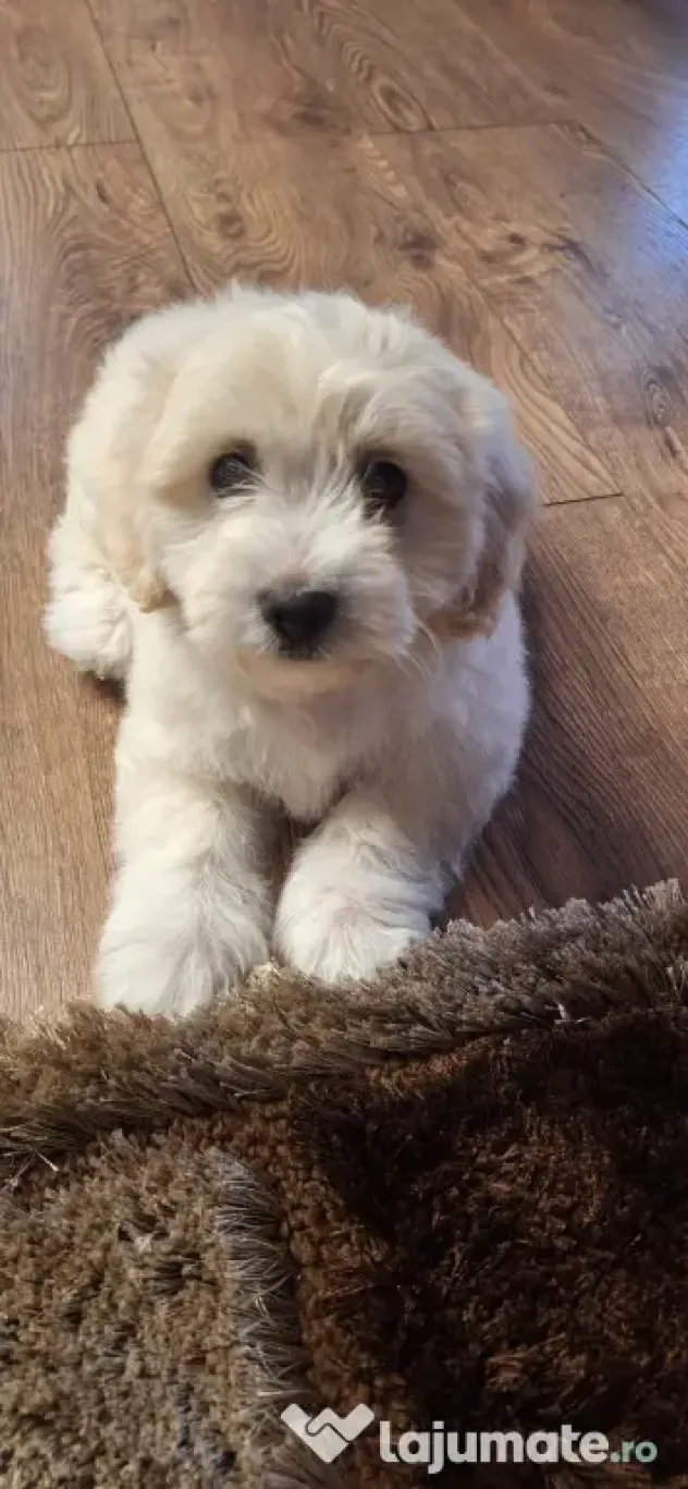 pui bichon maltez baiat