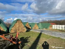 Baloti lucerna ecologica uscata sau infoliatia (semifân)