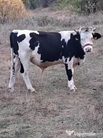 Vițel rasa holstein