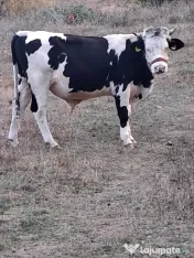 Vițel rasa holstein 